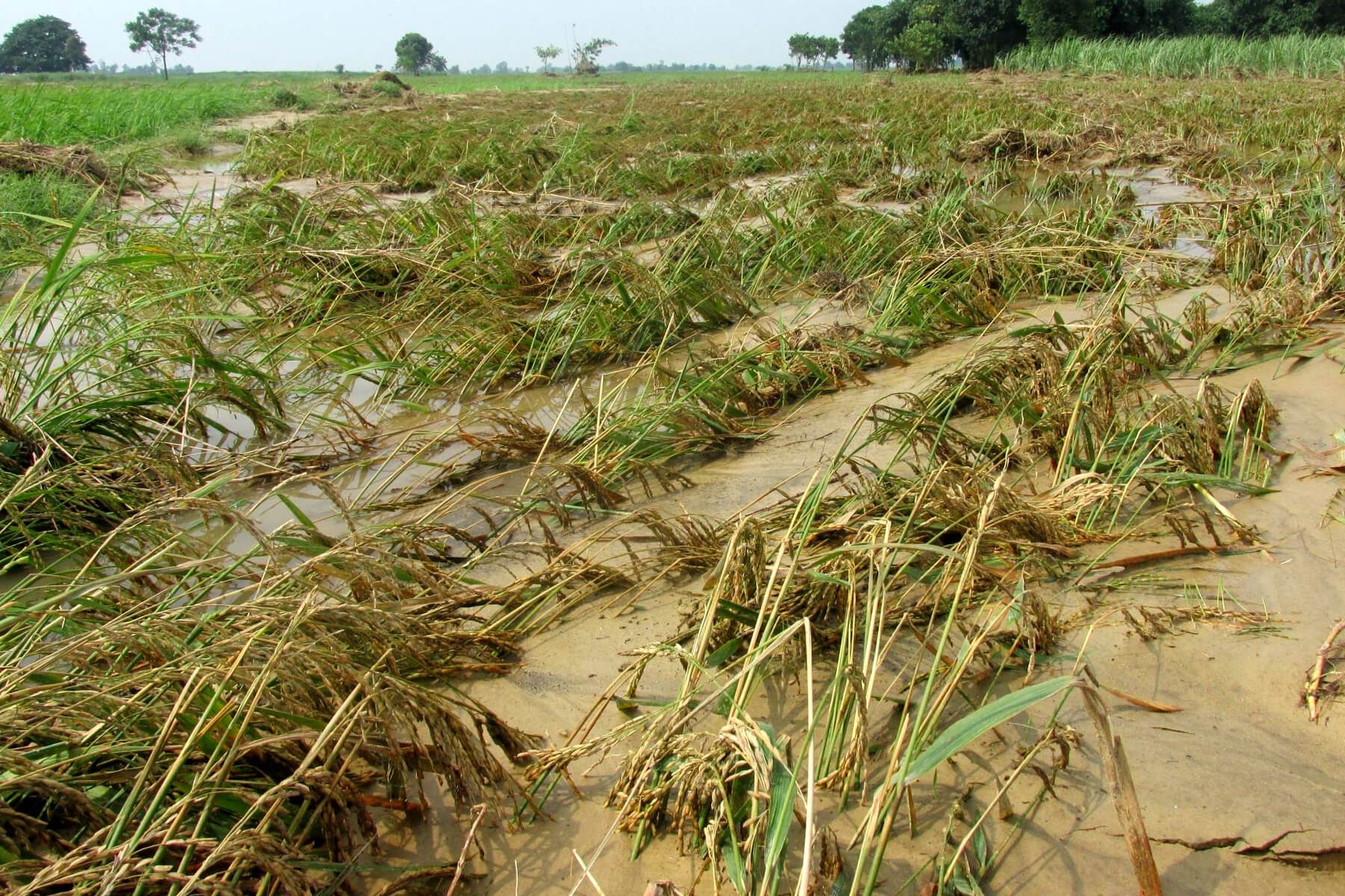 Flood-damaged crops, the only means of survival for many local people in the Parsa district