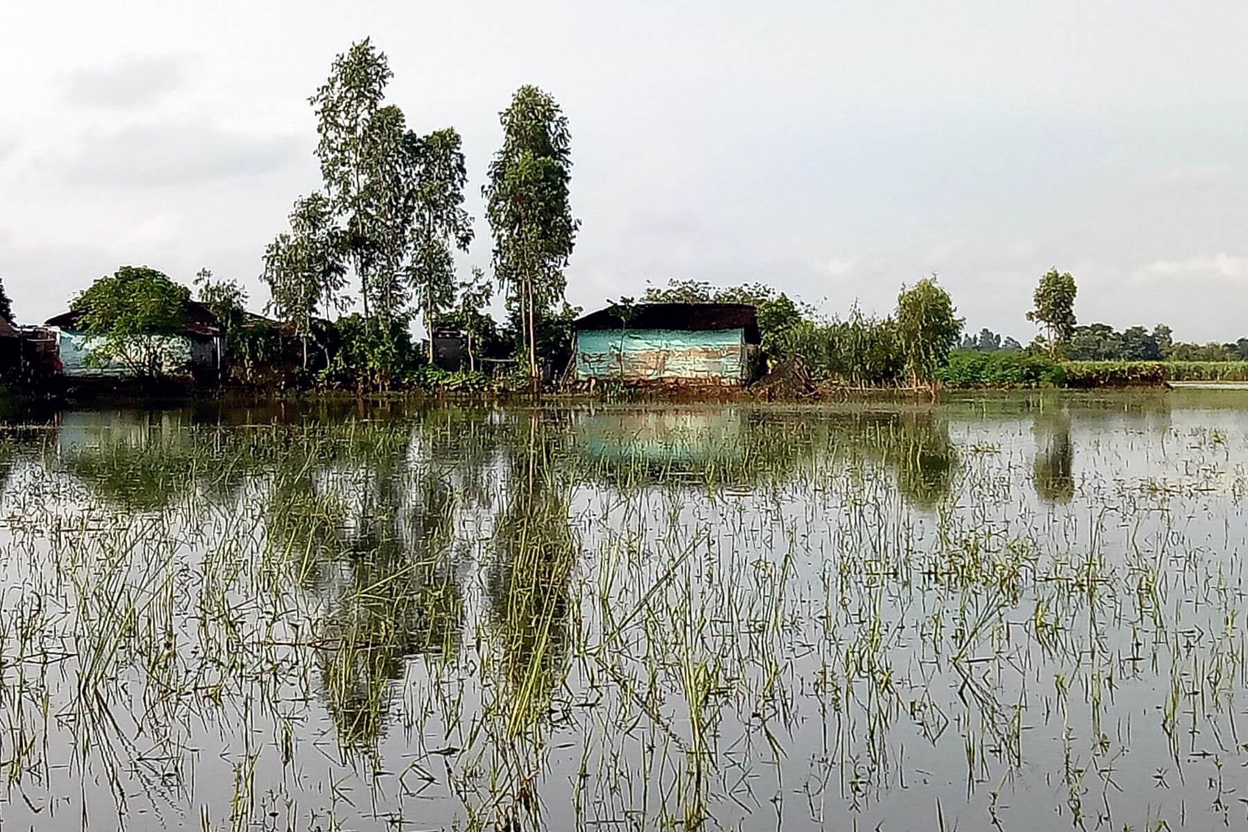 Crops destroyed by flood waters in Rautahat district